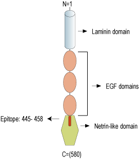 Anti-Netrin-3 Antibody