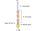 Netrin-3 Blocking Peptide