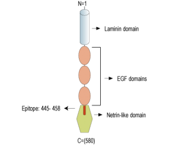 Netrin-3 Blocking Peptide