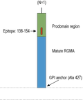 Anti-RGMA (extracellular) Antibody