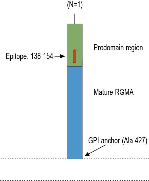Anti-RGMA (extracellular) Antibody