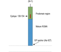 RGMA (extracellular) Blocking Peptide
