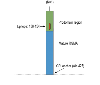 RGMA (extracellular) Blocking Peptide