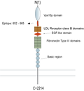 Anti-SORL1 (extracellular) Antibody