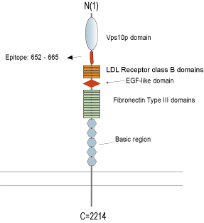 Anti-SORL1 (extracellular) Antibody