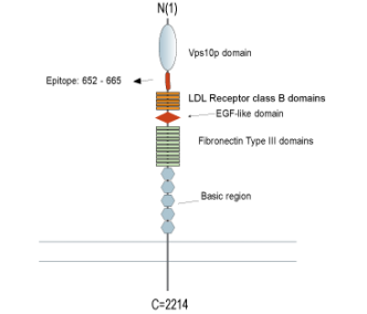 SORL1 (extracellular) Blocking Peptide