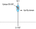 Anti-SORCS1 (extracellular) Antibody