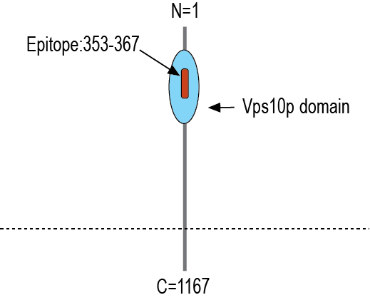 Anti-SORCS1 (extracellular) Antibody