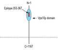 SORCS1 (extracellular) Blocking Peptide