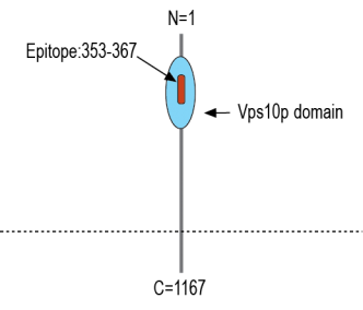SORCS1 (extracellular) Blocking Peptide