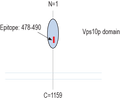 Anti-SORCS2 (extracellular) Antibody