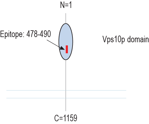 Anti-SORCS2 (extracellular) Antibody