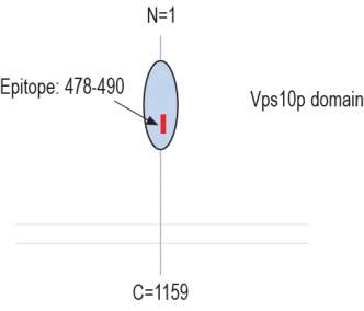 SORCS2 (extracellular) Blocking Peptide