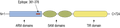Anti-SARM1 Antibody