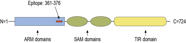 Anti-SARM1 Antibody