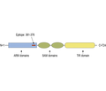 SARM1 Blocking Peptide