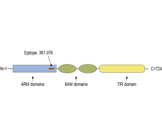 SARM1 Blocking Peptide