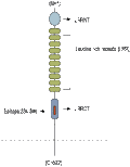 Anti-LRRTM1 (extracellular) Antibody