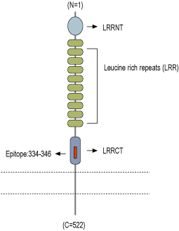 Anti-LRRTM1 (extracellular) Antibody
