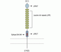 LRRTM1 (extracellular) Blocking Peptide