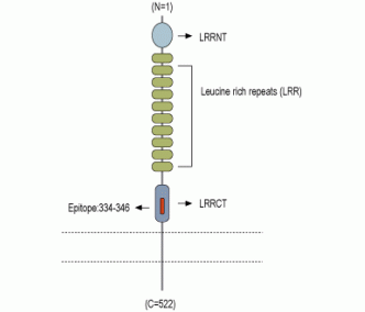 LRRTM1 (extracellular) Blocking Peptide