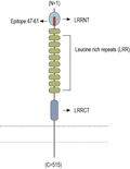 Anti-LRRTM2 (extracellular) Antibody