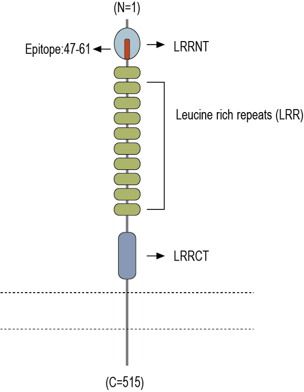 Anti-LRRTM2 (extracellular) Antibody
