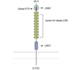 LRRTM2 (extracellular) Blocking Peptide