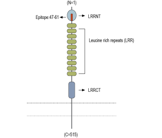 LRRTM2 (extracellular) Blocking Peptide
