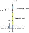 Anti-ASTN1 (extracellular) Antibody