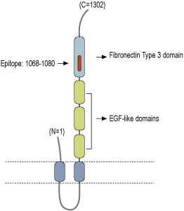 Anti-ASTN1 (extracellular) Antibody