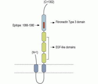 ASTN1 (extracellular) Blocking Peptide