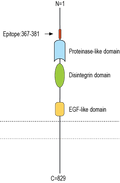 Anti-ADAM23 (extracellular) Antibody