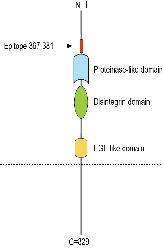 Anti-ADAM23 (extracellular) Antibody