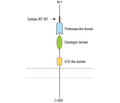 ADAM23 (extracellular) Blocking Peptide