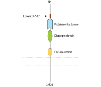 ADAM23 (extracellular) Blocking Peptide