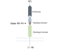 ADAM10 (extracellular) Blocking Peptide