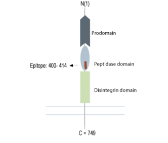 ADAM10 (extracellular) Blocking Peptide
