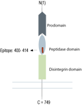 Anti-ADAM10 (extracellular) Antibody