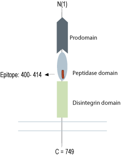 Anti-ADAM10 (extracellular) Antibody