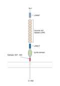 Anti-NGL-2/LRRC4 (extracellular) Antibody