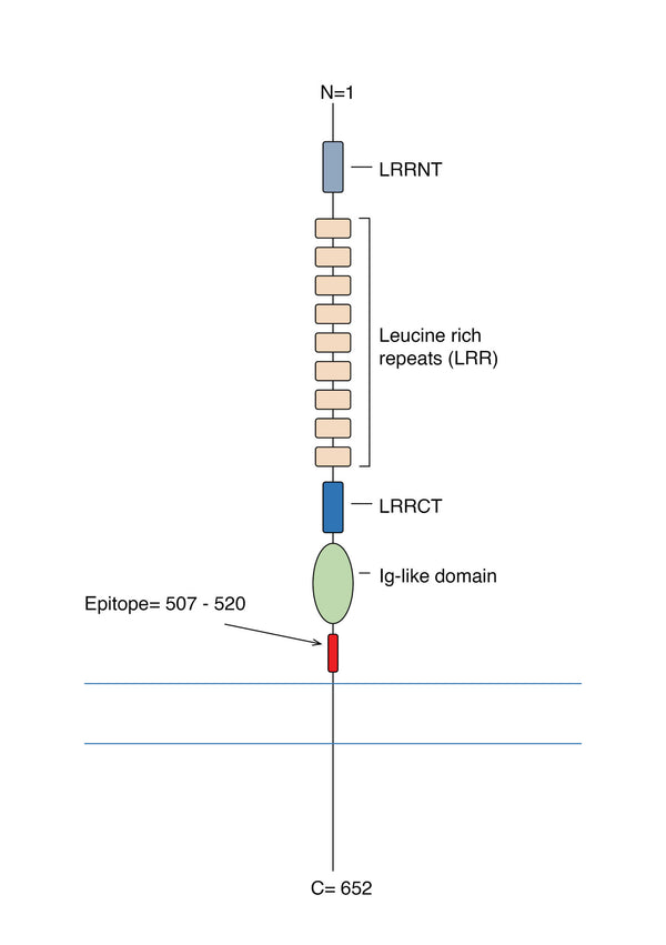 Anti-NGL-2/LRRC4 (extracellular) Antibody