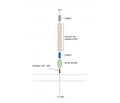 NGL-2/LRRC4 (extracellular) Blocking Peptide