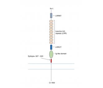 NGL-2/LRRC4 (extracellular) Blocking Peptide