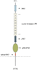 Anti-NGL-3/LRRC4B (extracellular) Antibody