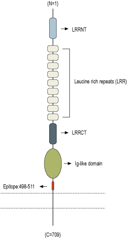 Anti-NGL-3/LRRC4B (extracellular) Antibody