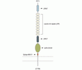 NGL-3/LRRC4B (extracellular) Blocking Peptide