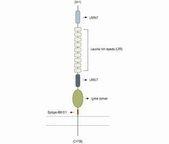 NGL-3/LRRC4B (extracellular) Blocking Peptide