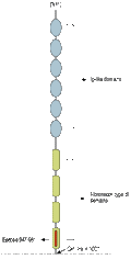 Anti-Contactin-1/CNTN1 (extracellular) Antibody
