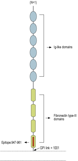 Anti-Contactin-1/CNTN1 (extracellular) Antibody